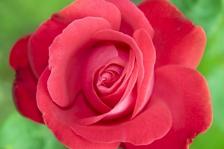 “My Wild Irish Rose,” An Irish Love Song – by Michael Daly, Irish tenor